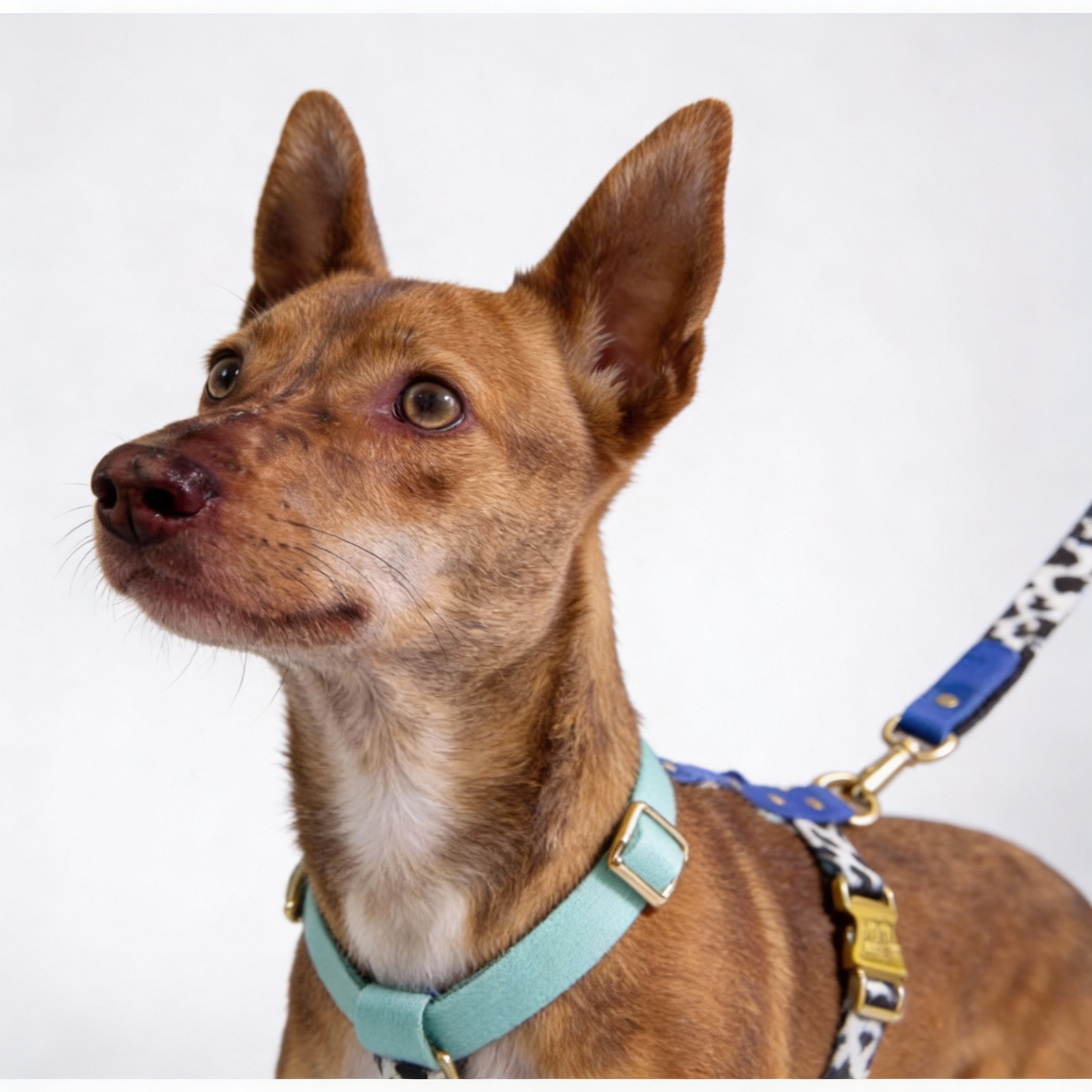 Woofy Hundegeschirr Blueberry