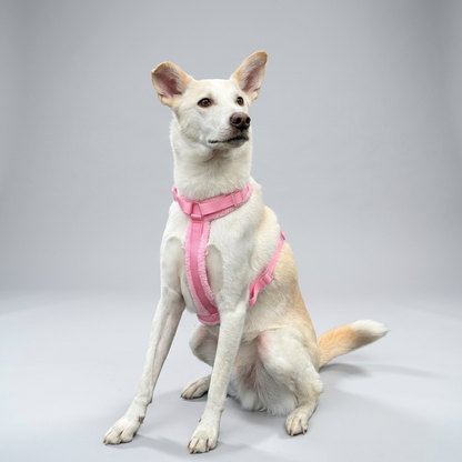 Woofy Hundegeschirr-Set Teddy Rosa
