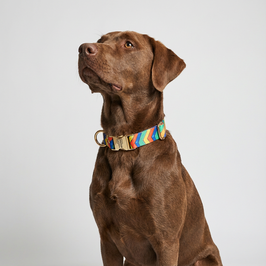Woofy Halsband Festival