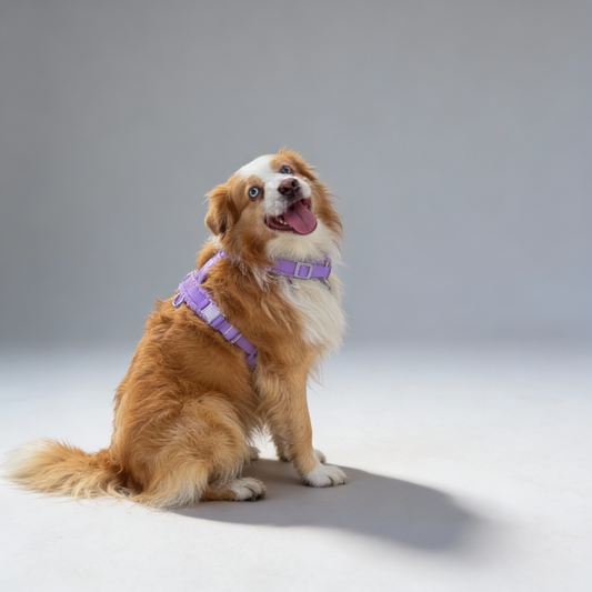 Woofy Hundegeschirr-Set Teddy Violett