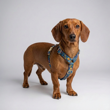 Woofy Hundegeschirr Galaxy