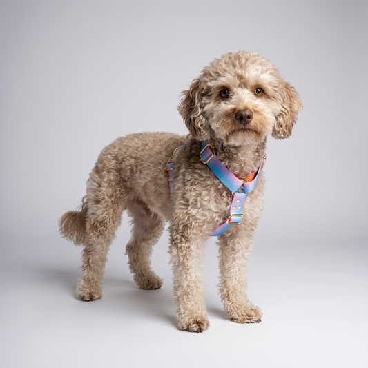 Woofy Hundegeschirr Aurora