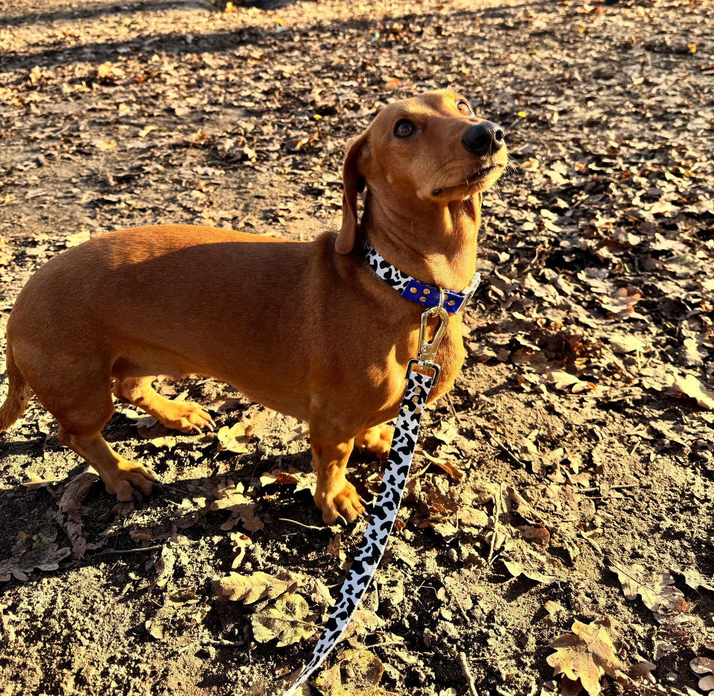 Woofy Halsband Blueberry