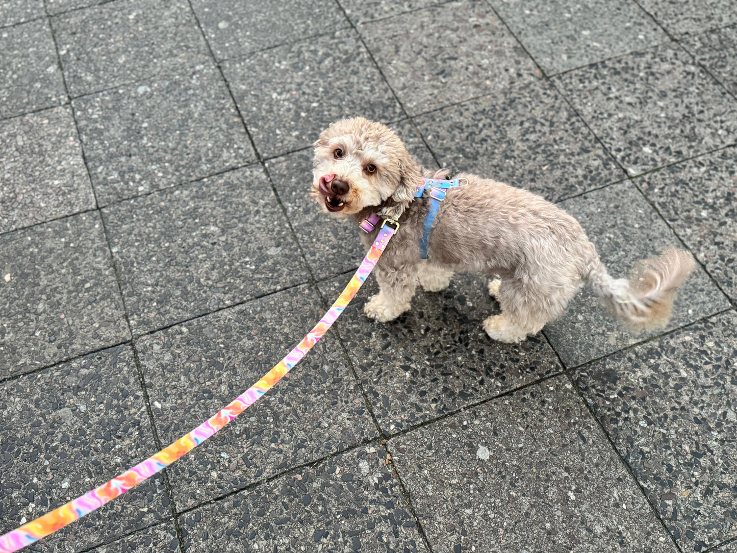 Woofy Leine Aurora