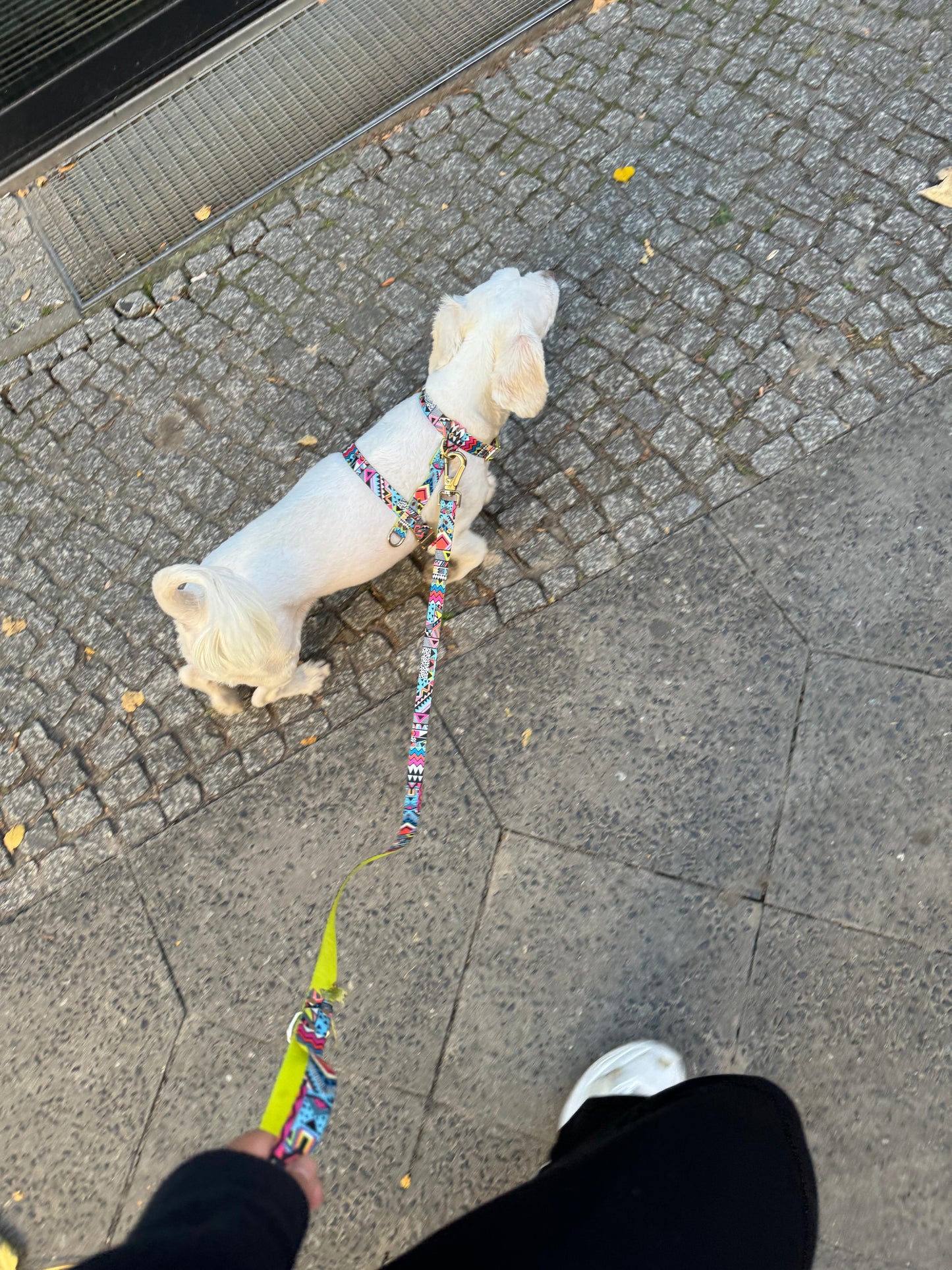 Woofy Hundegeschirr Ethnic-Vibrance