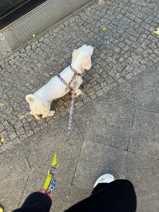 Woofy Hundegeschirr Ethnic-Vibrance