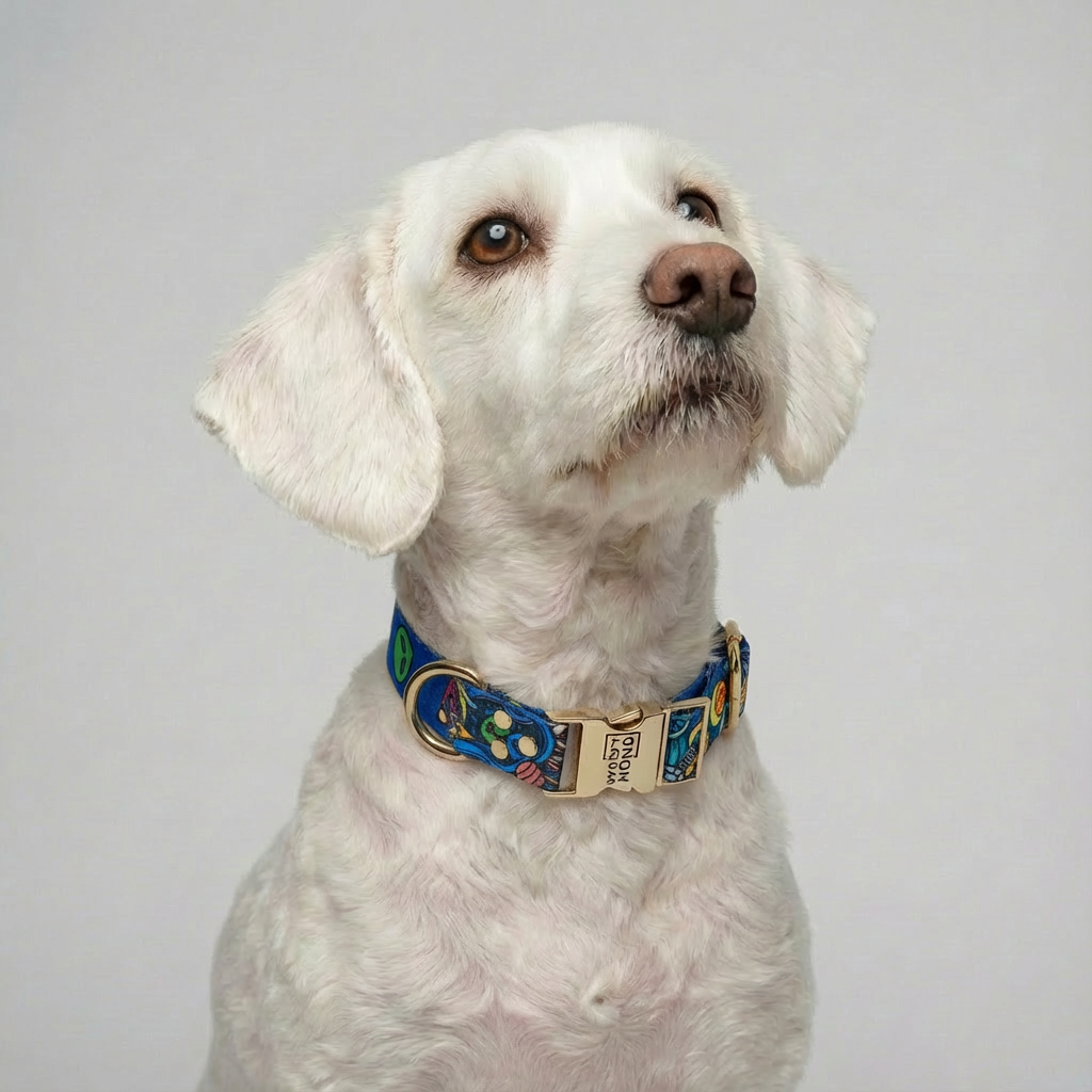 Woofy Halsband Galaxy – Hundehalsband am Hund getragen