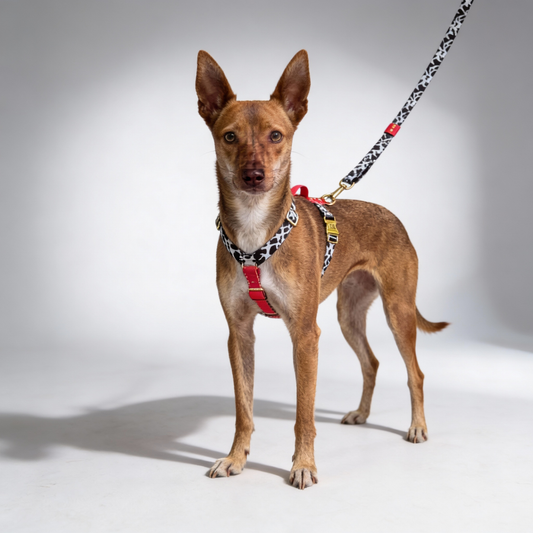 Woofy Hundegeschirr Rouge