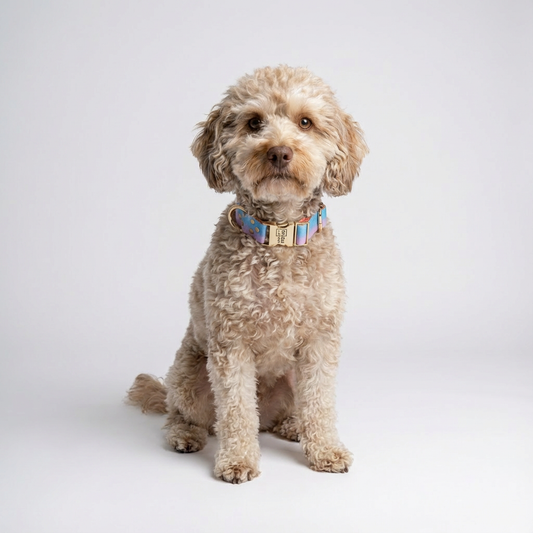 Woofy Halsband Aurora